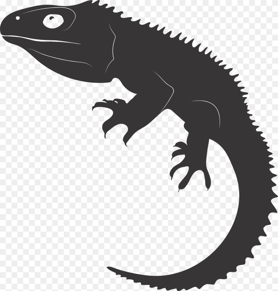Tuatarareptileancient Reptileliving Fossilnew Zealand, Animal, Iguana, Lizard, Reptile Png Image