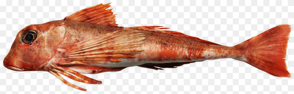 Tub Gurnard Cabezon Fish, Animal, Sea Life, Aquatic, Water Free Png