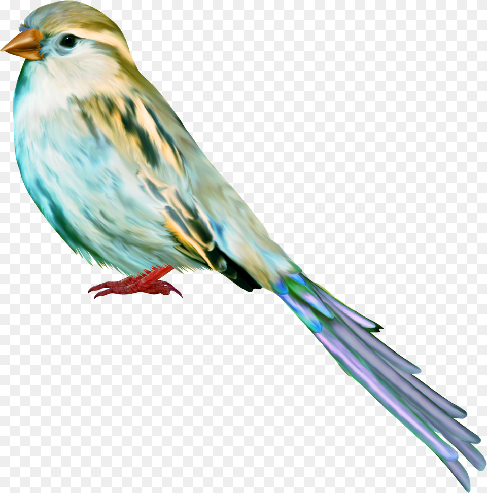 Tube Birds Los Tipitos Art Craft Art Kunst Bird, Animal, Finch, Jay Free Png