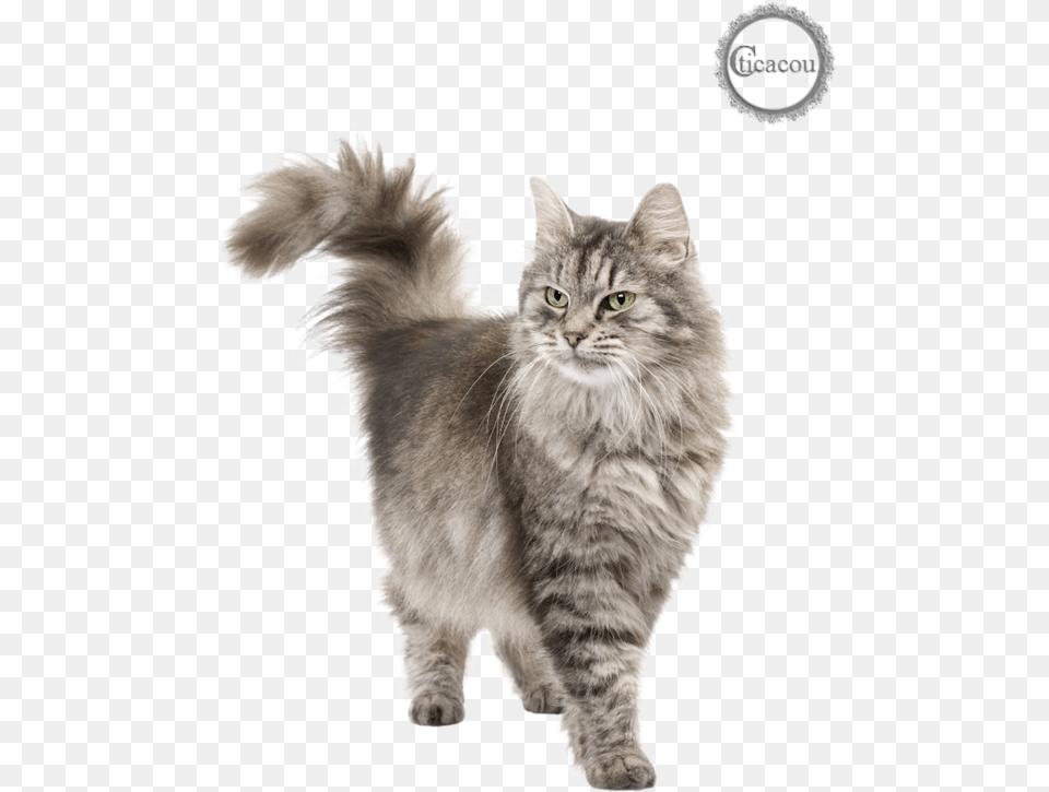 Tube Chat Cat White Background Hd, Animal, Mammal, Manx, Pet Free Png