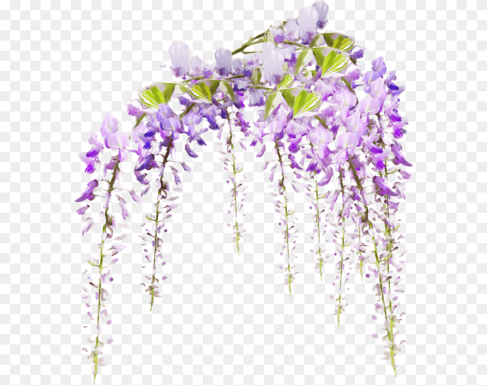 Tube Fleur, Flower, Plant, Purple, Petal Png Image