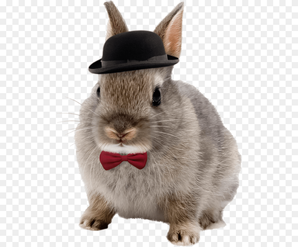 Tube Formato Netherland Dwarf Rabbits, Animal, Mammal, Rabbit, Rat Free Transparent Png