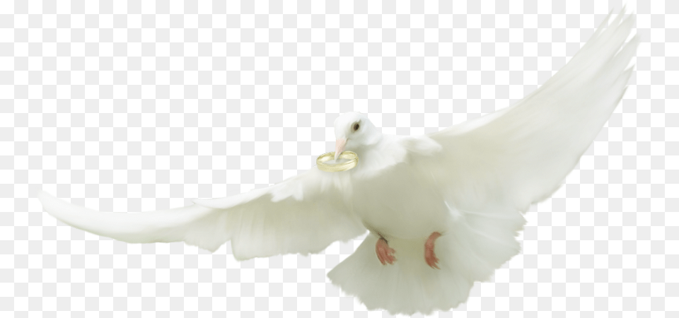 Tube Mariage European Herring Gull, Animal, Bird, Pigeon, Dove Free Png Download