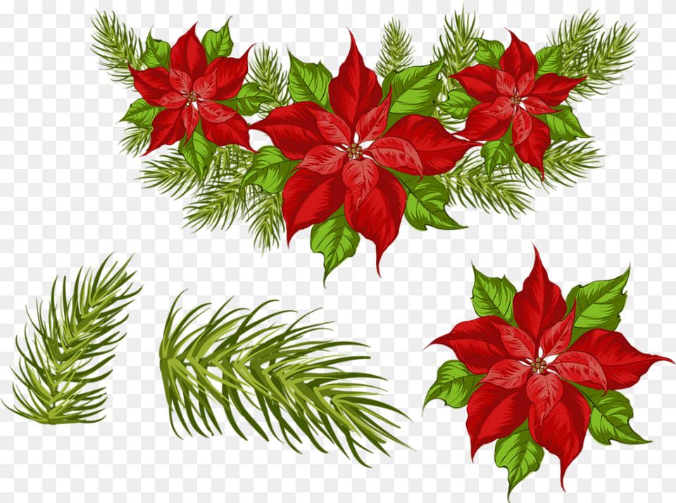 Tube Nol Poinsettia Christmas Flower Poinsettia, Art, Floral Design, Graphics, Leaf Free Png