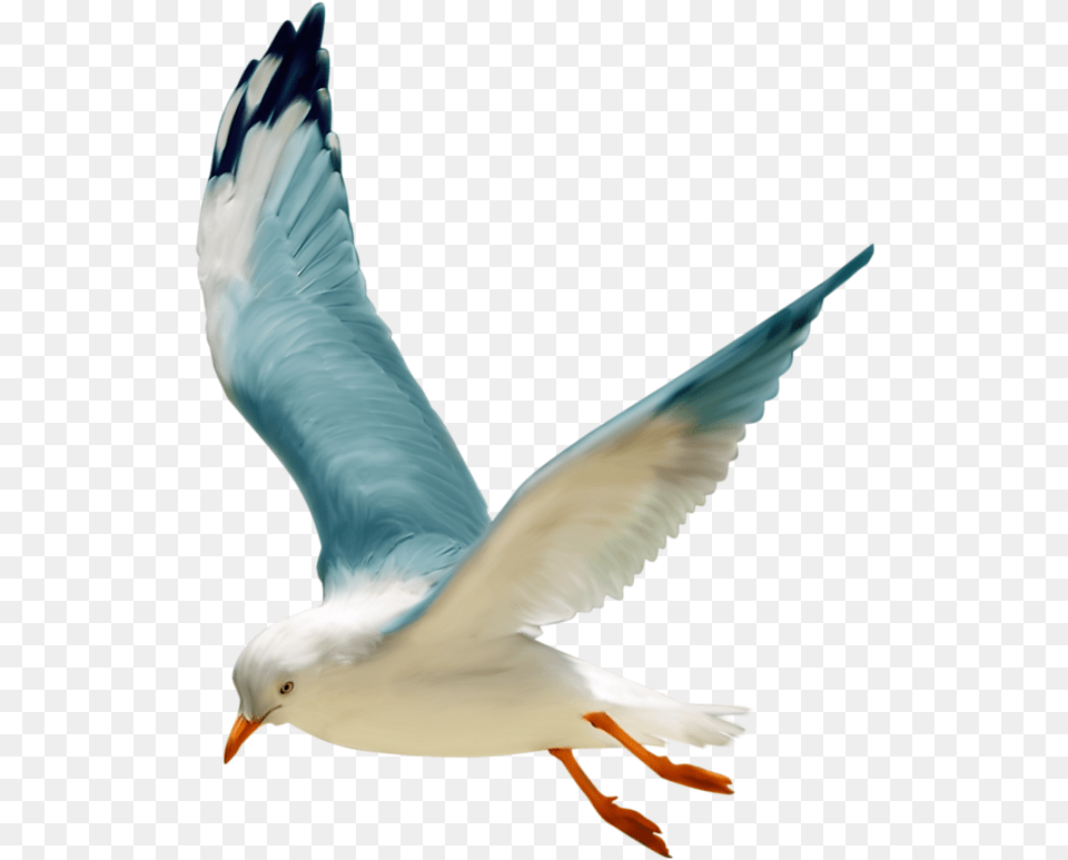Tube Oiseau Mer, Animal, Bird, Flying, Seagull Free Png