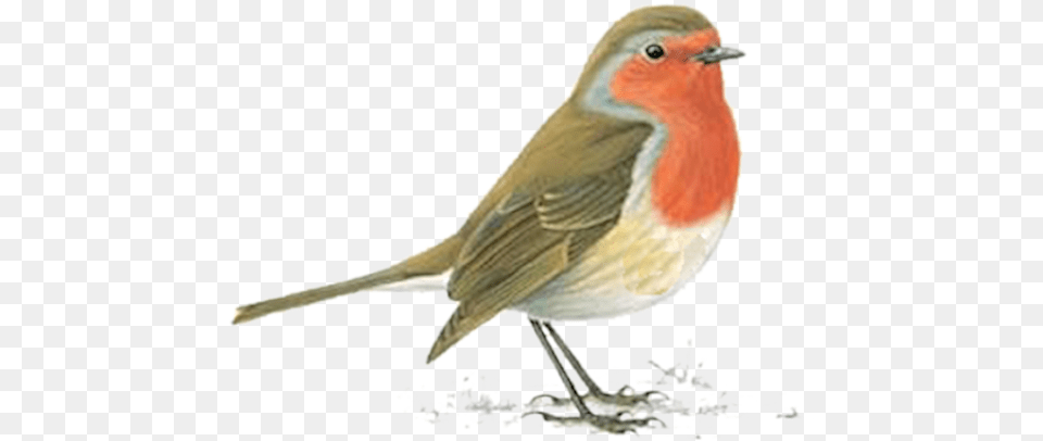 Tube Rouge Gorge Oiseau Robin Red Breast Uk, Animal, Bird Png