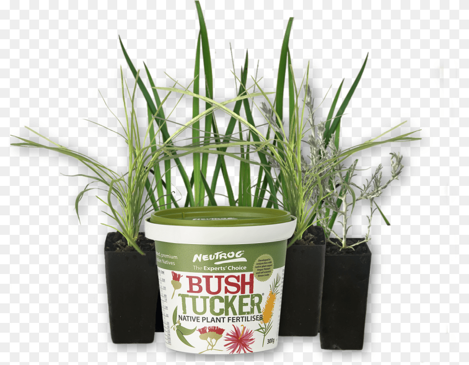 Tube Sized Australian Plants Online Sales Neutrog Bush Sweet Grass, Plant, Potted Plant, Herbs, Herbal Png