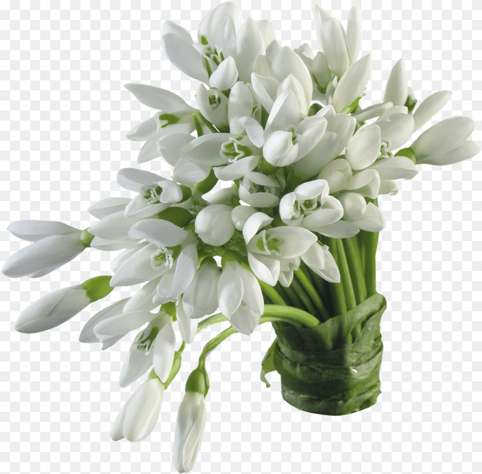 Tuberose, Flower, Flower Arrangement, Flower Bouquet, Plant Free Png Download