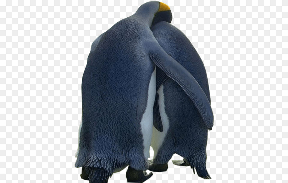 Tubes Animaux Penguin Love, Animal, Bird, King Penguin Free Png