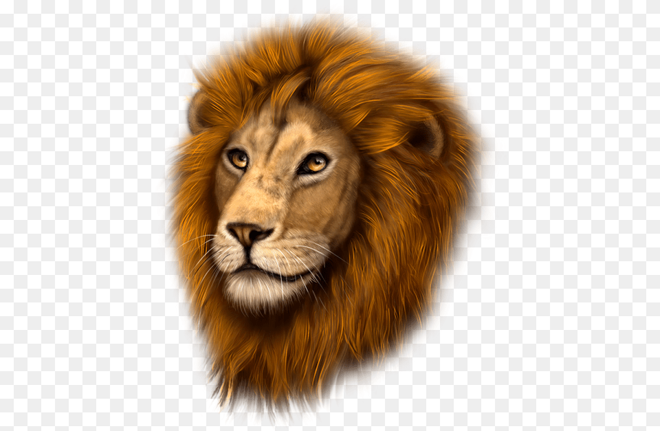 Tubes Animauxpsp Masai Lion, Animal, Mammal, Wildlife Png Image