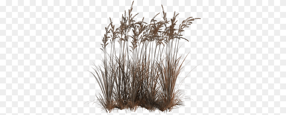 Tubes Arbres Et Verdures Reeds, Grass, Plant, Reed Png