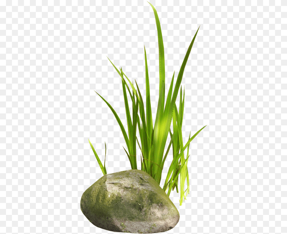 Tubes Arbres Et Verdures Stone And Grass, Plant, Flower, Flower Arrangement Png Image