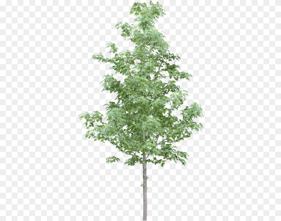 Tubes Arbres Et Verdures Trees Photoshop Tree Transparent Photoshop, Leaf, Maple, Plant, Oak Png Image