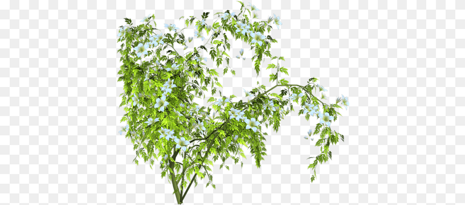 Tubes Arbres Feuilles Branches Vinograd Kust, Flower, Green, Plant, Leaf Png Image