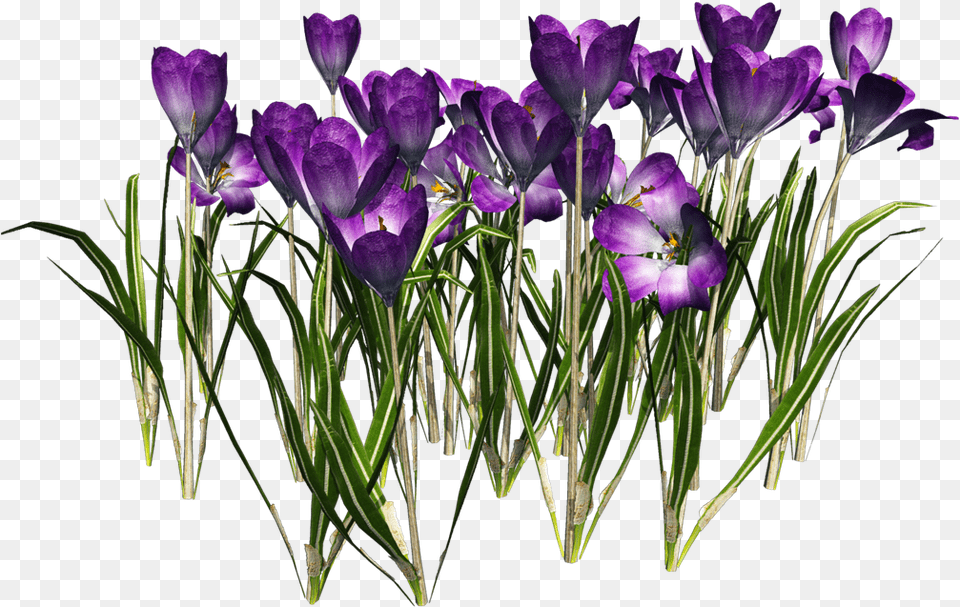 Tubes Barrinhas, Flower, Plant, Iris, Crocus Free Transparent Png