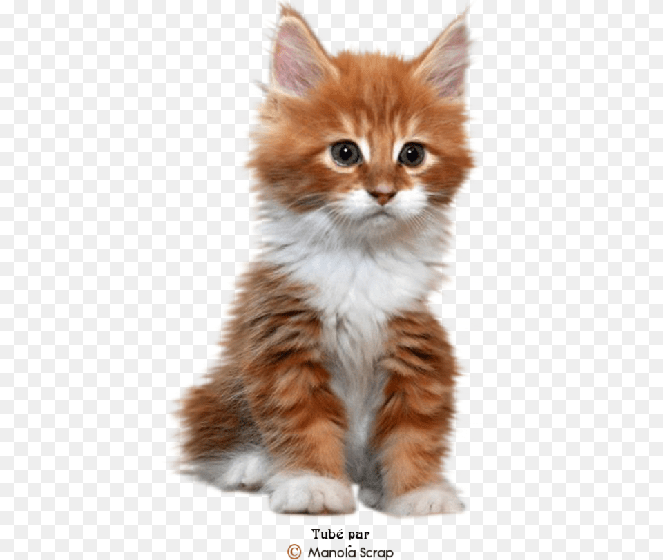 Tubes Chats Et Chatons, Animal, Cat, Kitten, Mammal Free Png Download