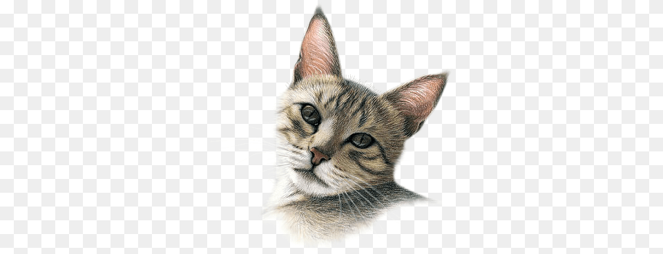 Tubes Chats Imagen De Gato Formato, Animal, Cat, Kitten, Mammal Free Png Download
