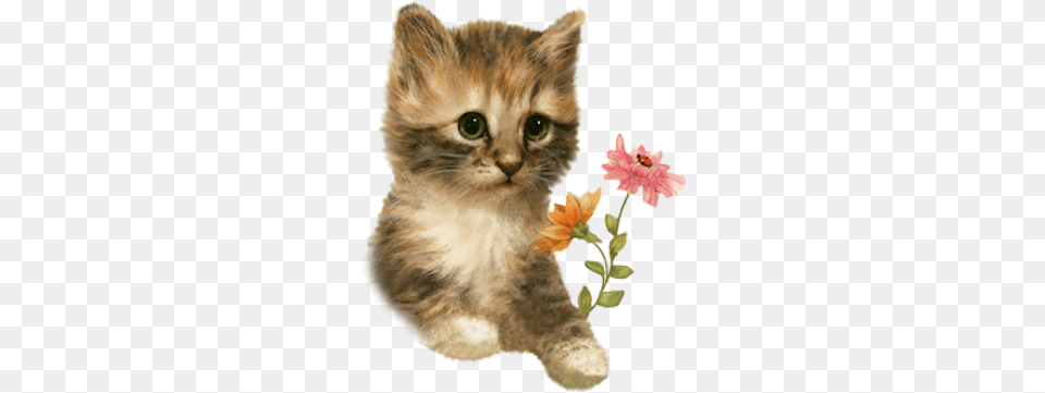Tubes Chats Tubes Chats Drawing, Animal, Cat, Kitten, Mammal Free Png Download