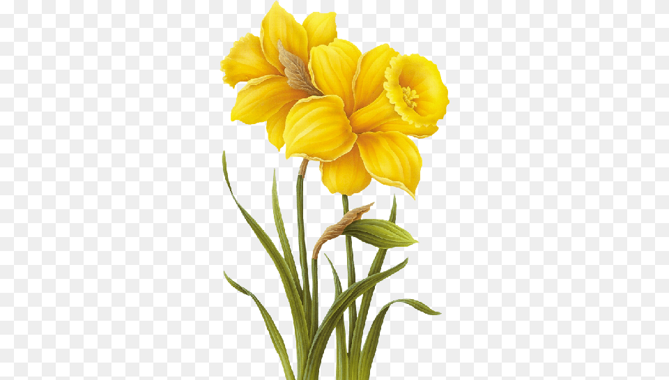 Tubes De Flores Daffodils Flowers, Daffodil, Flower, Petal, Plant Png
