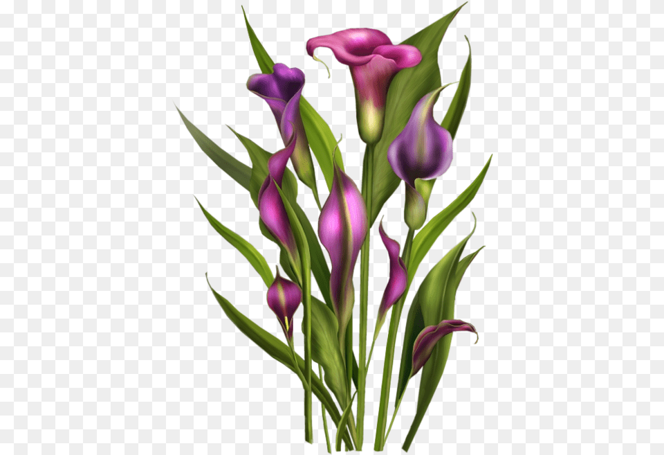 Tubes Fleurs Bouquets Spring Flowers Calla Lily Flower Bouquet Of Orange Lily Clipart, Petal, Plant, Purple, Flower Arrangement Png