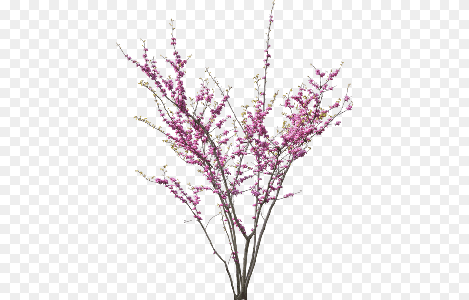 Tubes Fleurs Carolineblue Tree Renderjapanese Cercis Siliquastrum, Flower, Flower Arrangement, Plant, Purple Png