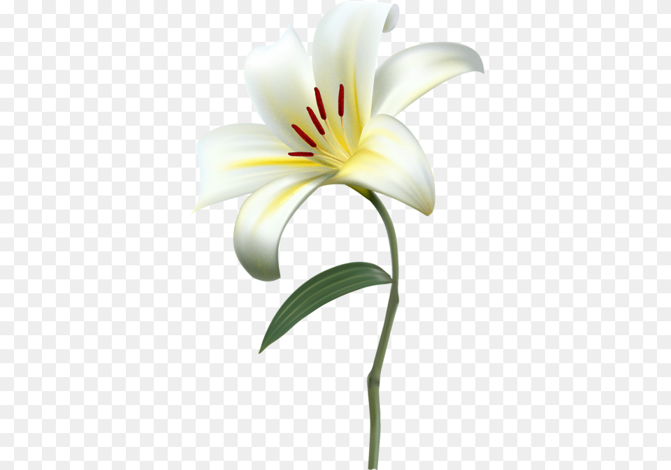 Tubes Fleurs Flower, Plant, Lily Free Png Download