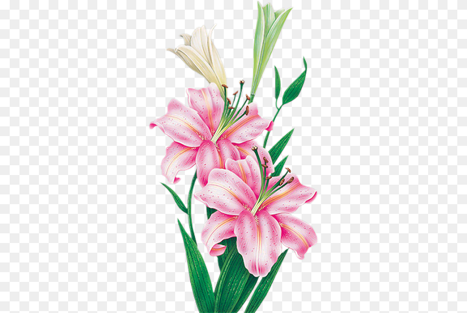 Tubes Fleurs Happy Birthday To Rehan, Flower, Plant, Anther, Lily Free Transparent Png