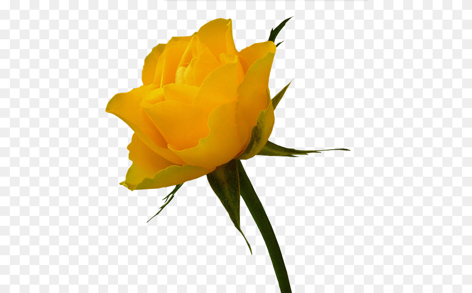 Tubes Fleurs Yellow Rose Bouquet Yellow Roses White Flowers Yellow Hd, Flower, Plant Free Transparent Png