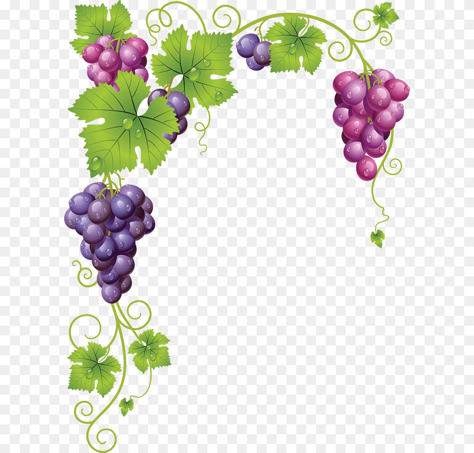 Tubes Fruits Kartinki Grape Vines Grape, Food, Fruit, Grapes, Plant Free Png