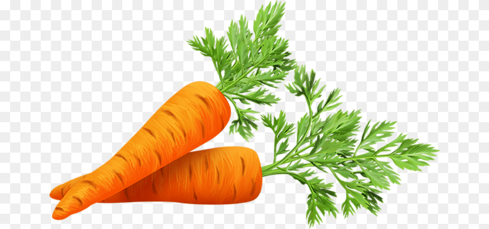 Tubes Fruitstubes Legumesclipartpng Fruitpspvector Baby Carrot, Food, Plant, Produce, Vegetable Png