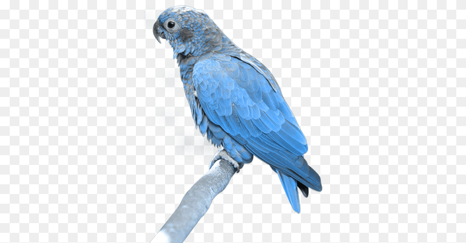 Tubes Oiseauxbirdspng Parrot, Animal, Bird Free Png