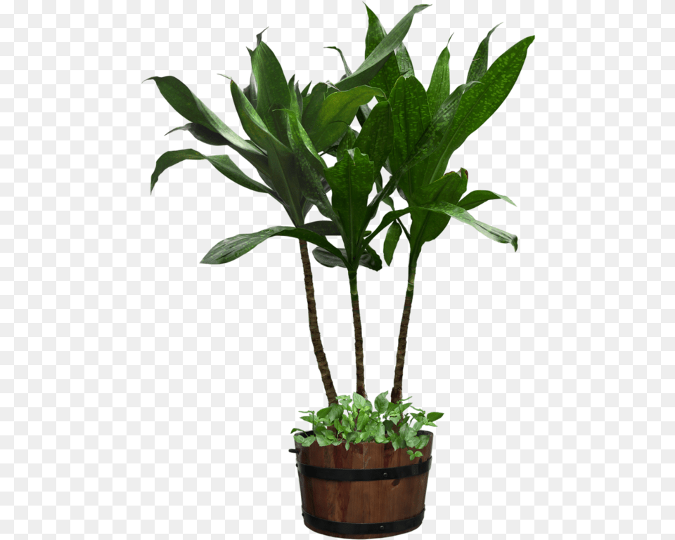 Tubes Plante Verte Potted Plant Transparent Background, Leaf, Potted Plant, Tree, Jar Free Png
