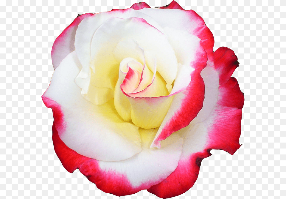 Tubes Transparent Rose, Flower, Petal, Plant Png Image