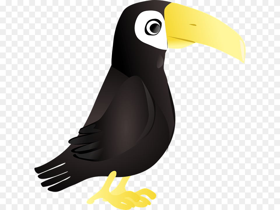 Tucan, Animal, Beak, Bird, Toucan Png