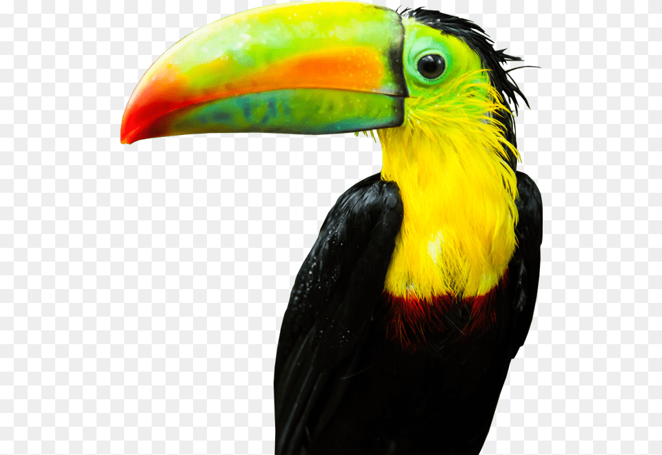 Tucan, Animal, Beak, Bird, Toucan Free Png Download