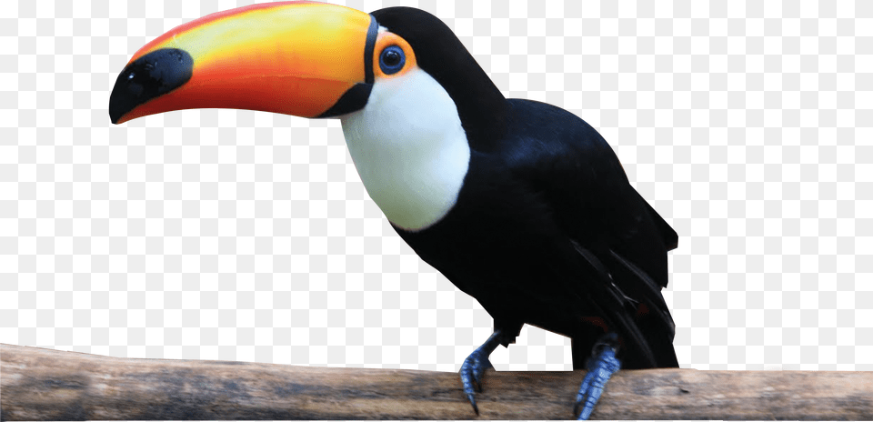 Tucan Antiqua Tucan, Animal, Beak, Bird, Toucan Png