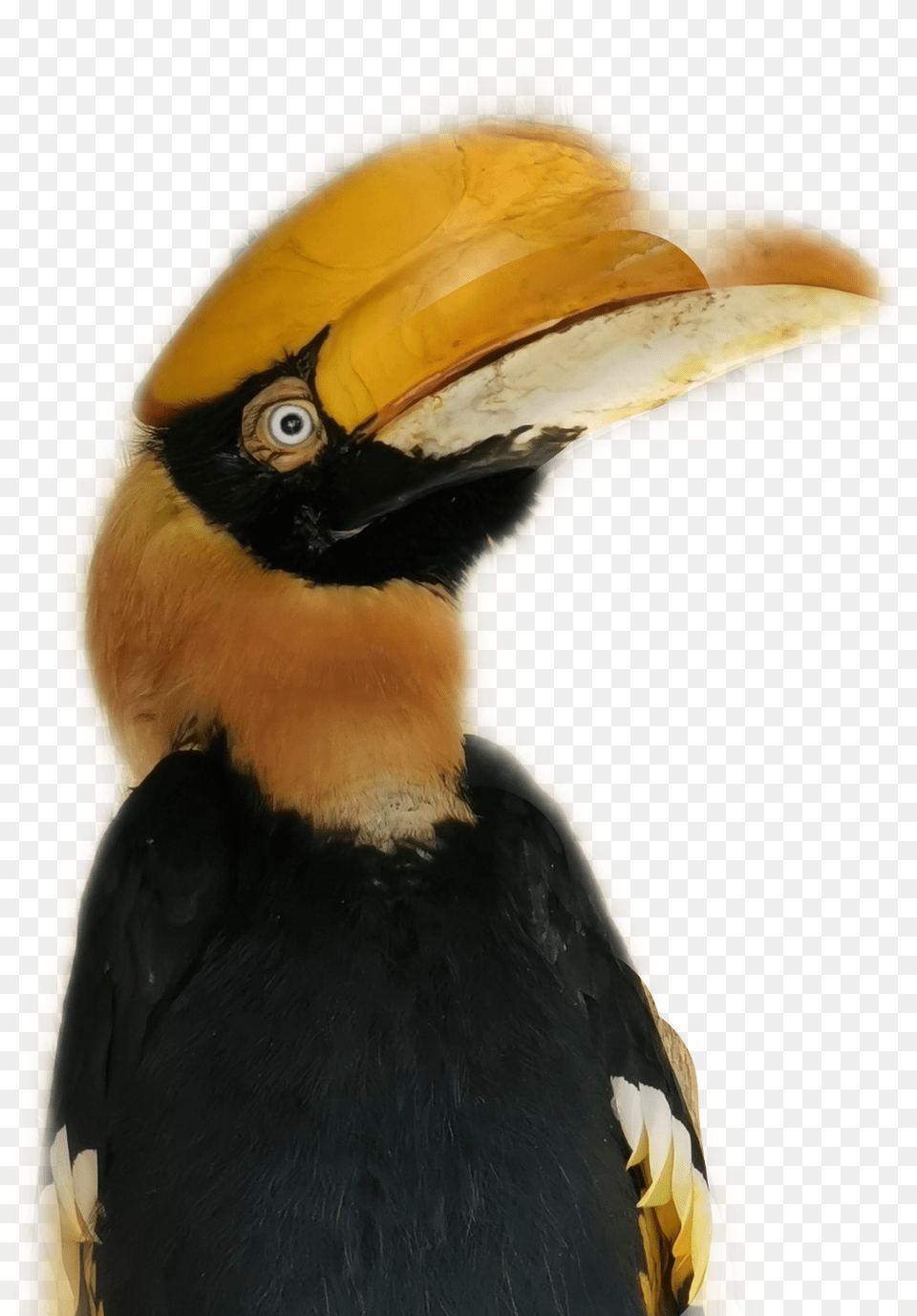 Tucan Bird Hornbill, Animal, Beak, Toucan Free Png