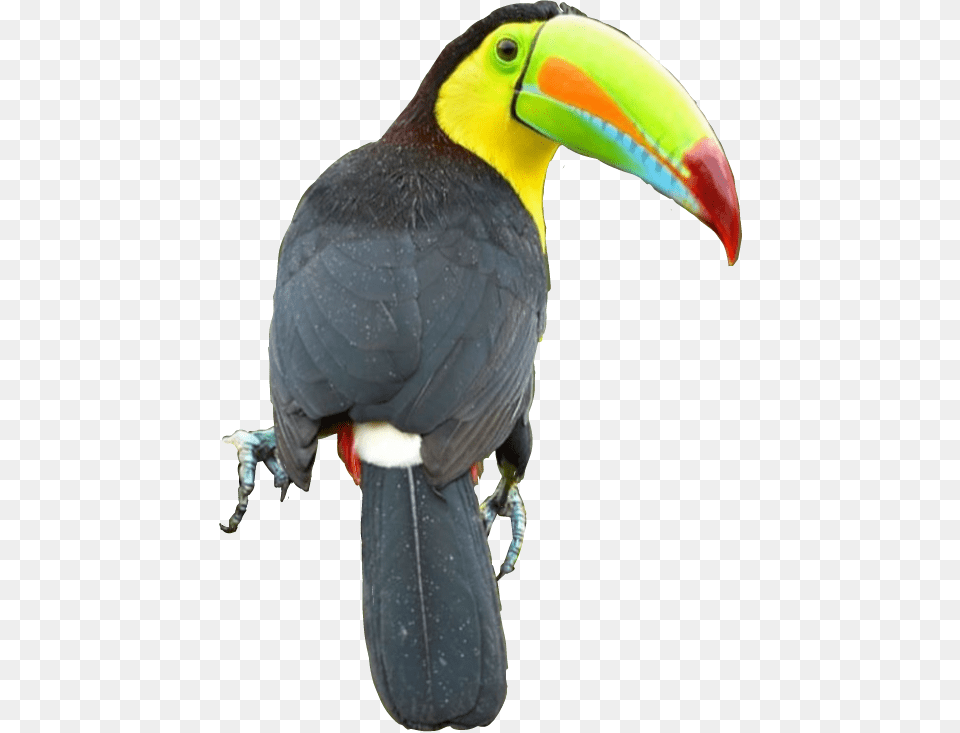 Tucan Toucan, Animal, Beak, Bird Free Png Download