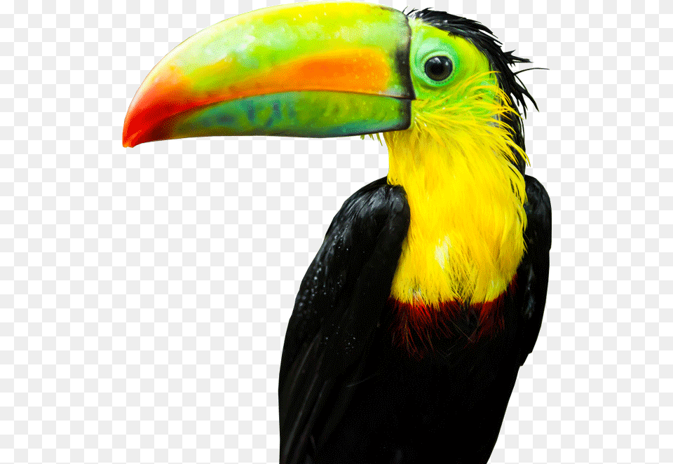 Tucan Toucan, Animal, Beak, Bird Png