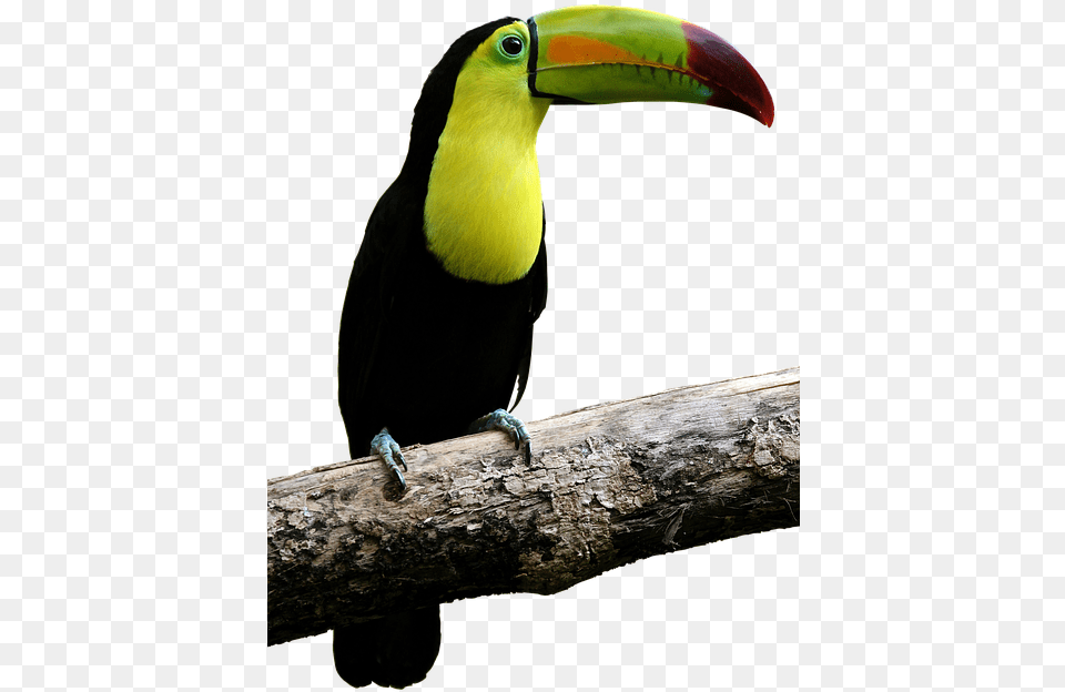 Tucan Toucan Bird, Animal, Beak, Person Png