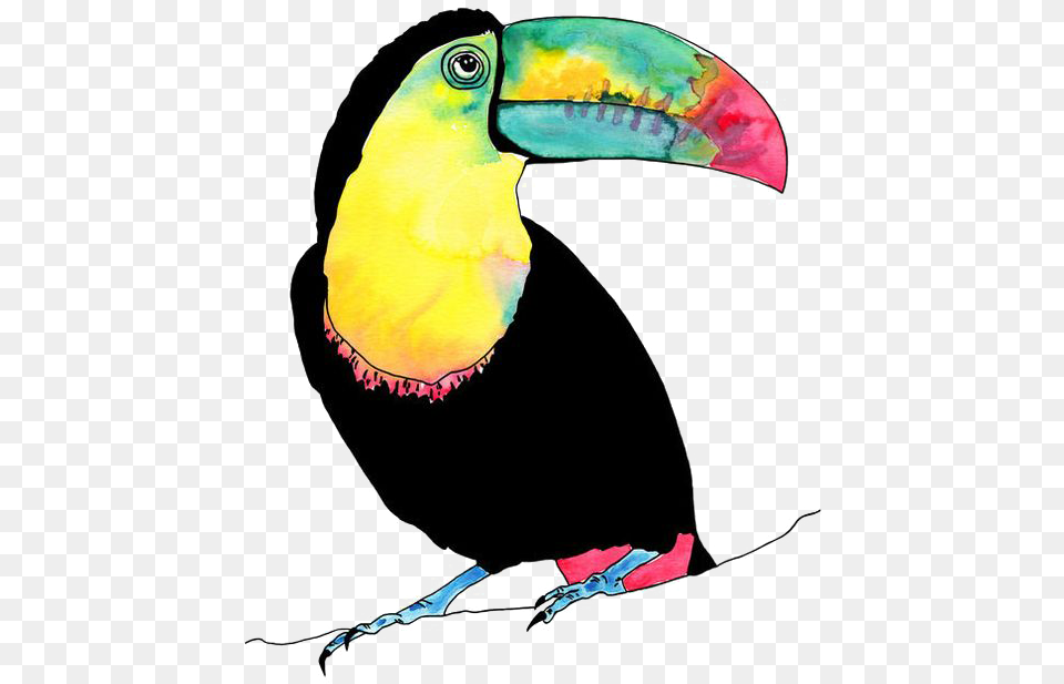 Tucan Tropical Birds Watercolour, Animal, Beak, Bird, Person Png