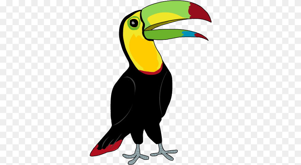 Tucan Tucan, Animal, Beak, Bird, Toucan Png Image
