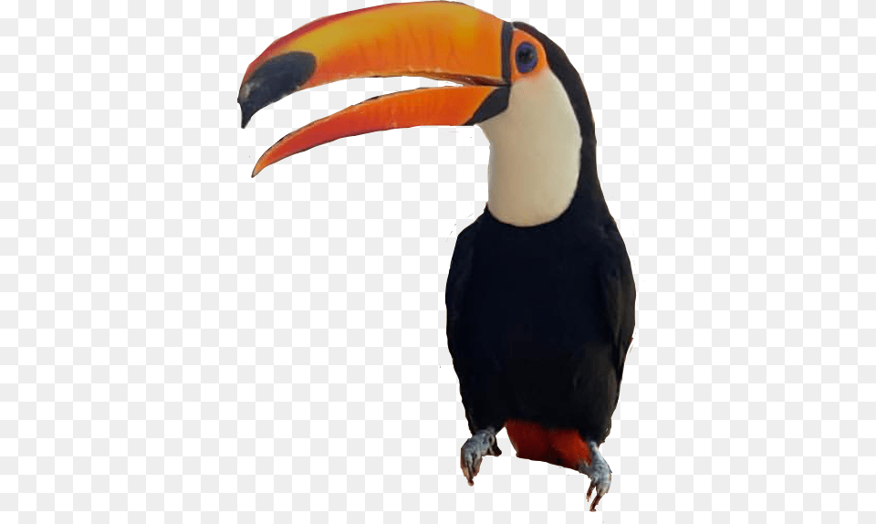 Tucano Freetoedit Toucan, Animal, Beak, Bird Png Image
