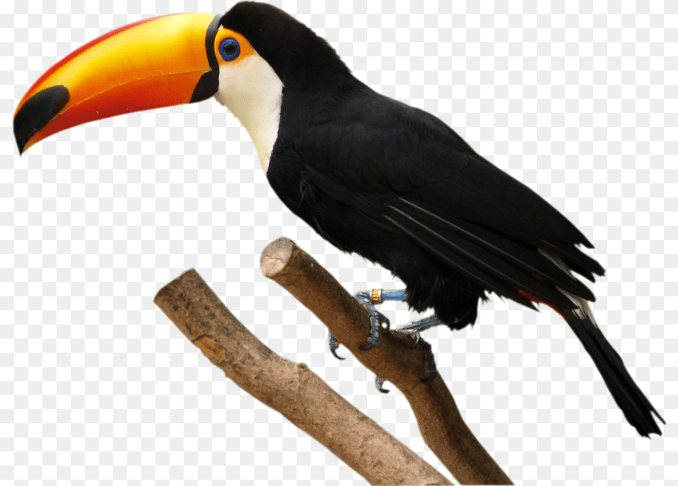 Tucano Freetoedit Transparent Toucan, Animal, Beak, Bird Png Image