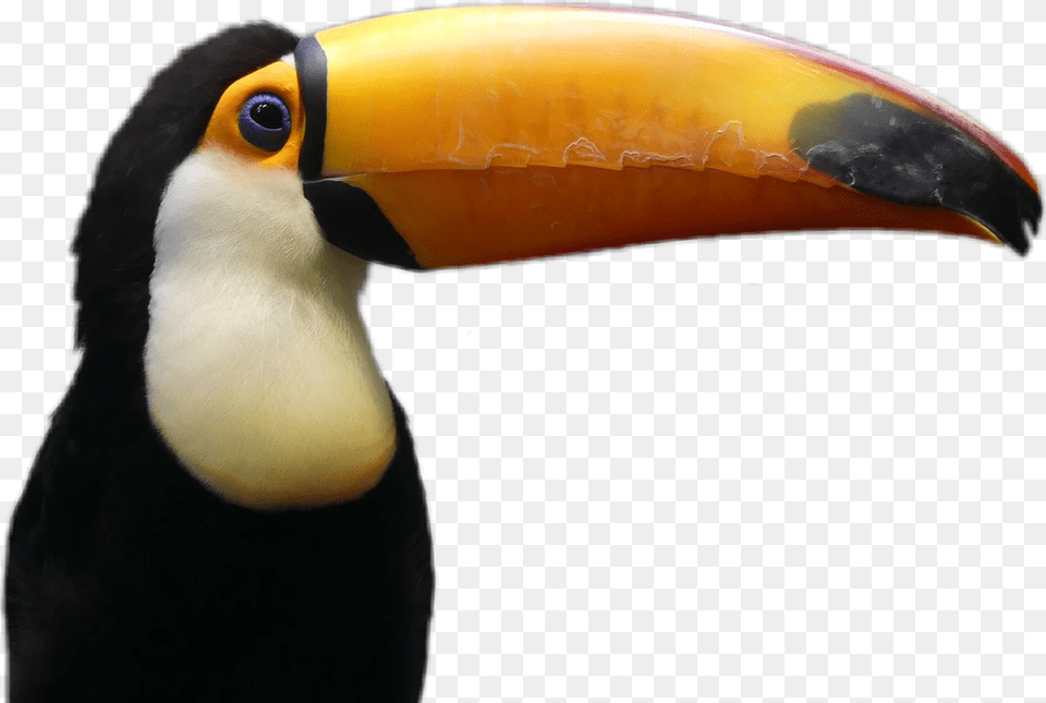 Tucano Sticker Toucan Gif Tucano, Animal, Beak, Bird Free Png Download