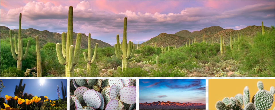 Tucson, Cactus, Plant, Nature, Outdoors Png Image