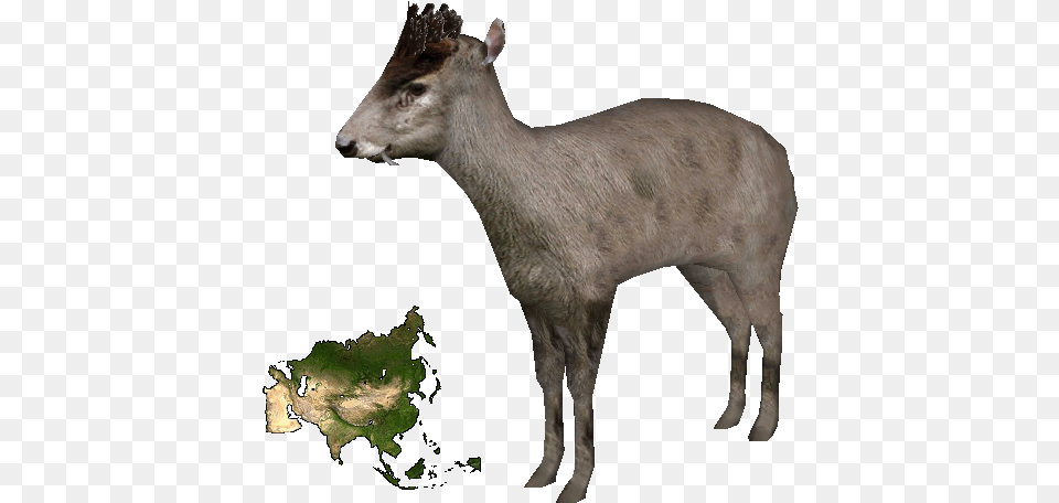 Tufted Deer Bigger Africa Or Asia, Animal, Mammal, Wildlife, Antelope Png Image