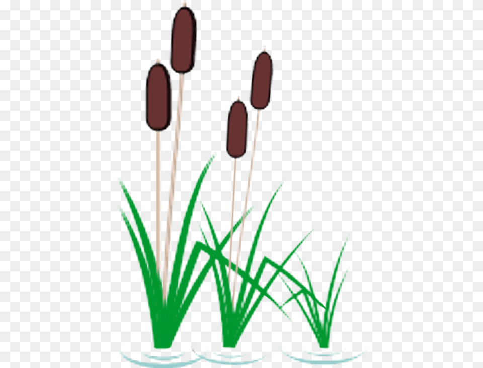Tule White, Plant, Reed, Grass, Smoke Pipe Png Image