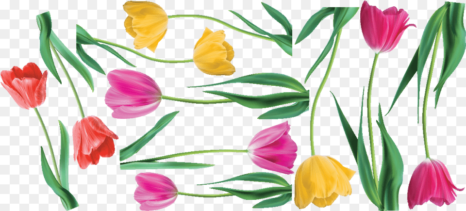 Tulip, Flower, Petal, Plant Free Png