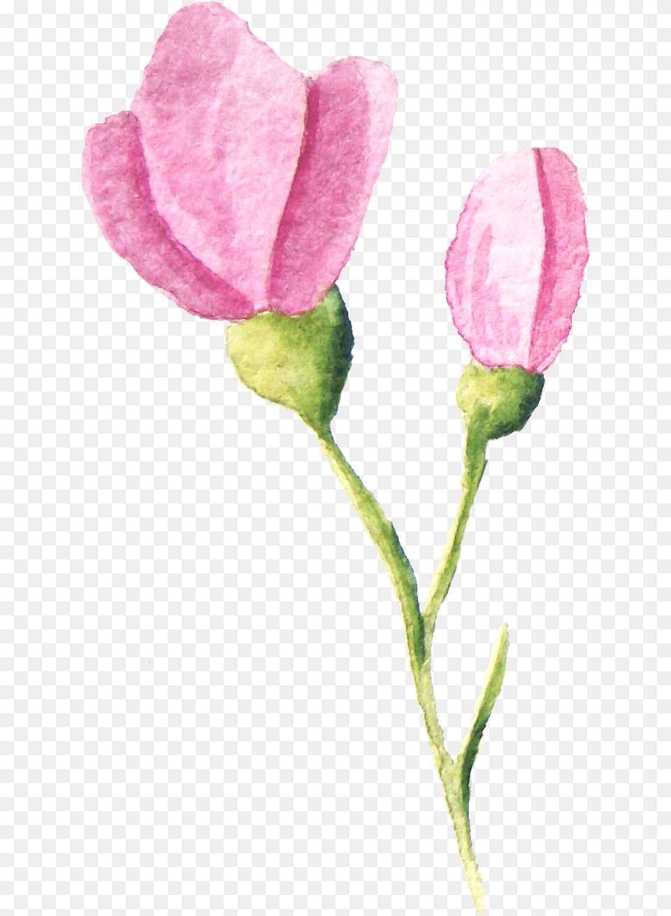Tulip, Bud, Flower, Petal, Plant Png